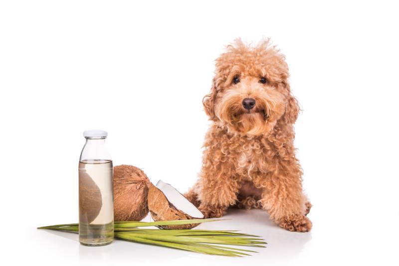 dog beside coconut and oil in isolated white background