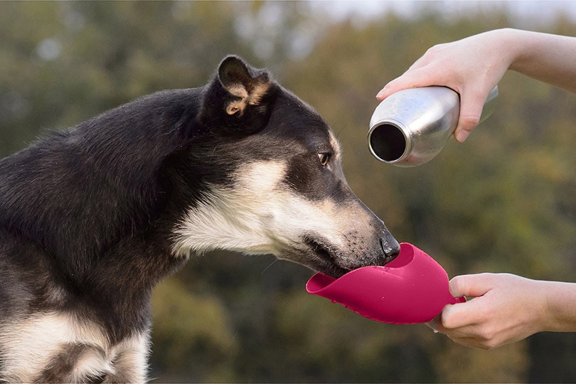 dog drinking from a cup of a portable dog water bottle