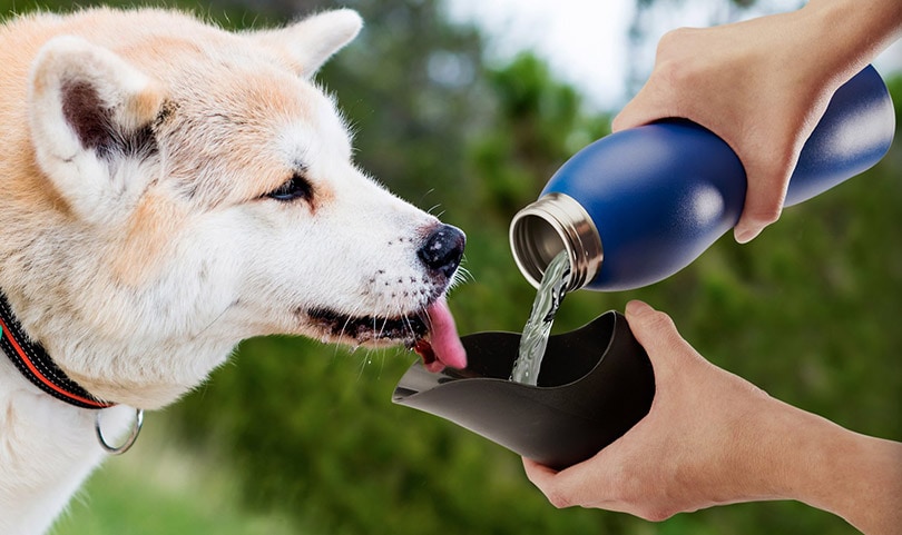 dog drinking from a portable dog water bottle