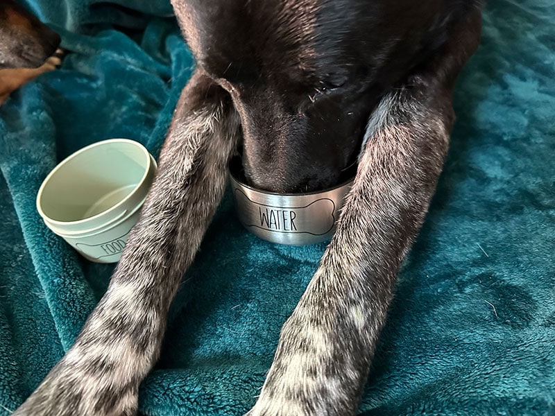 dog drinking from asobu buddy bottle water dish