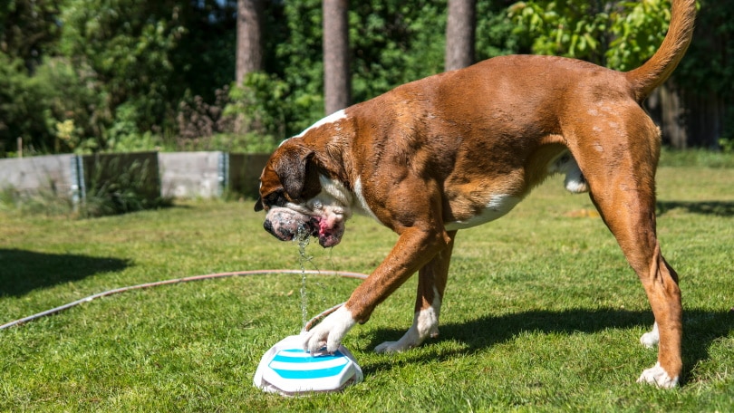 dog drinking water_Peter Roslund_Shutterstock