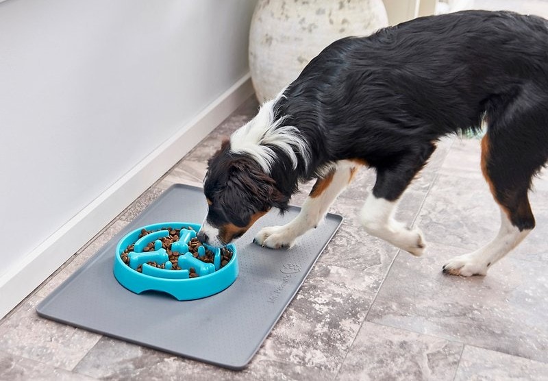 dog eating from a slow feeder bowl
