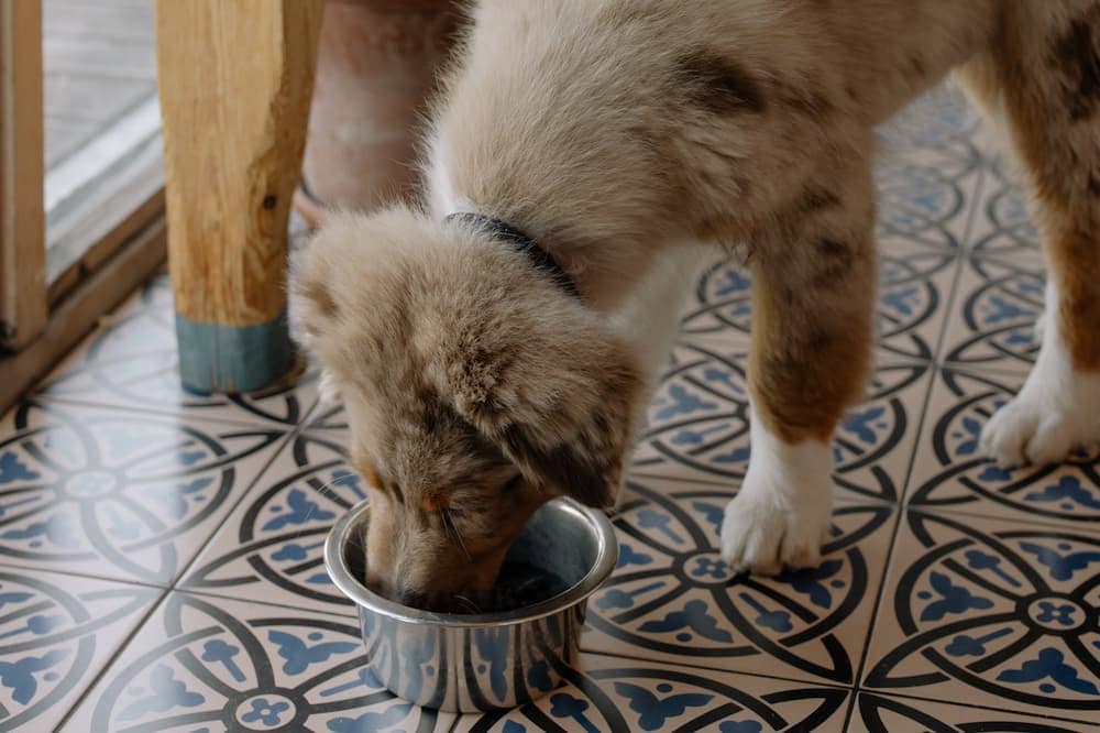 dog eating from a stainless bowl