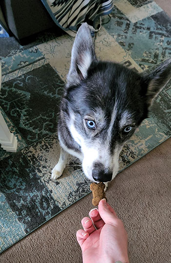 dog eating holistapet treat