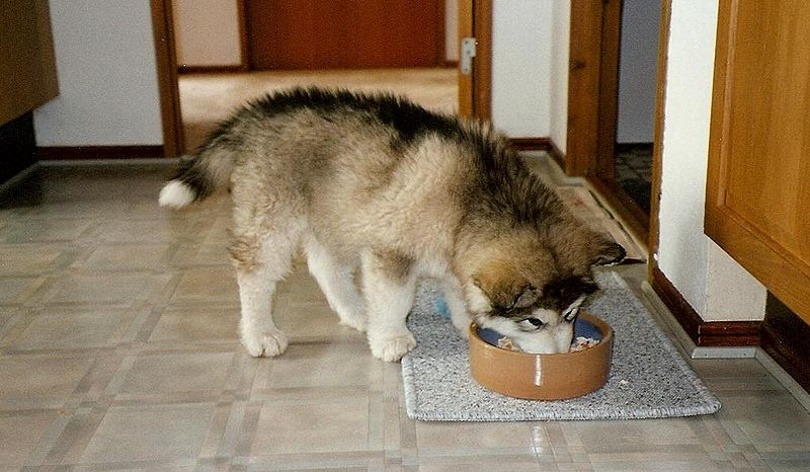 dog eating_Daniel Piil~commonswiki_Wikimedia