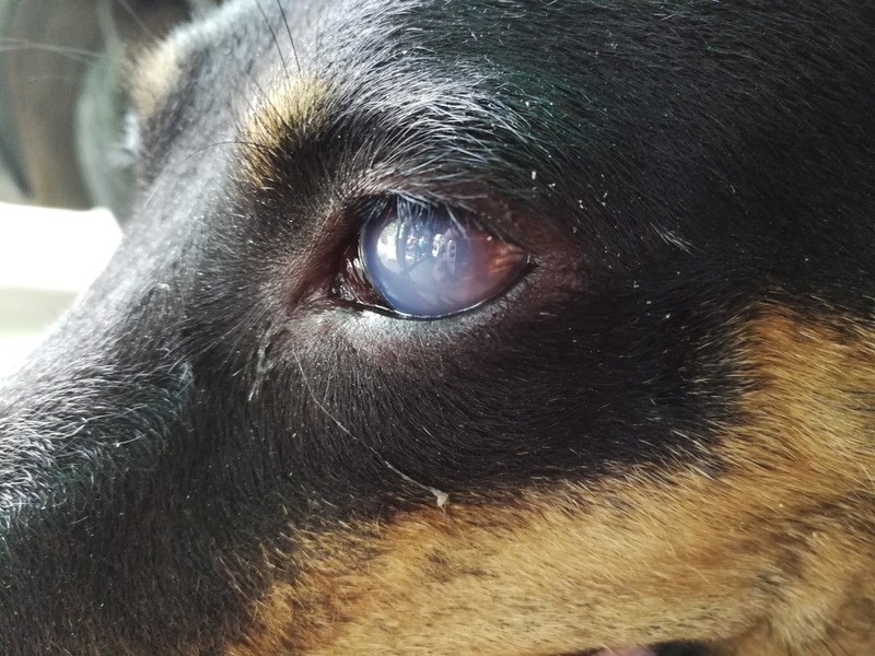dog eye with cataract