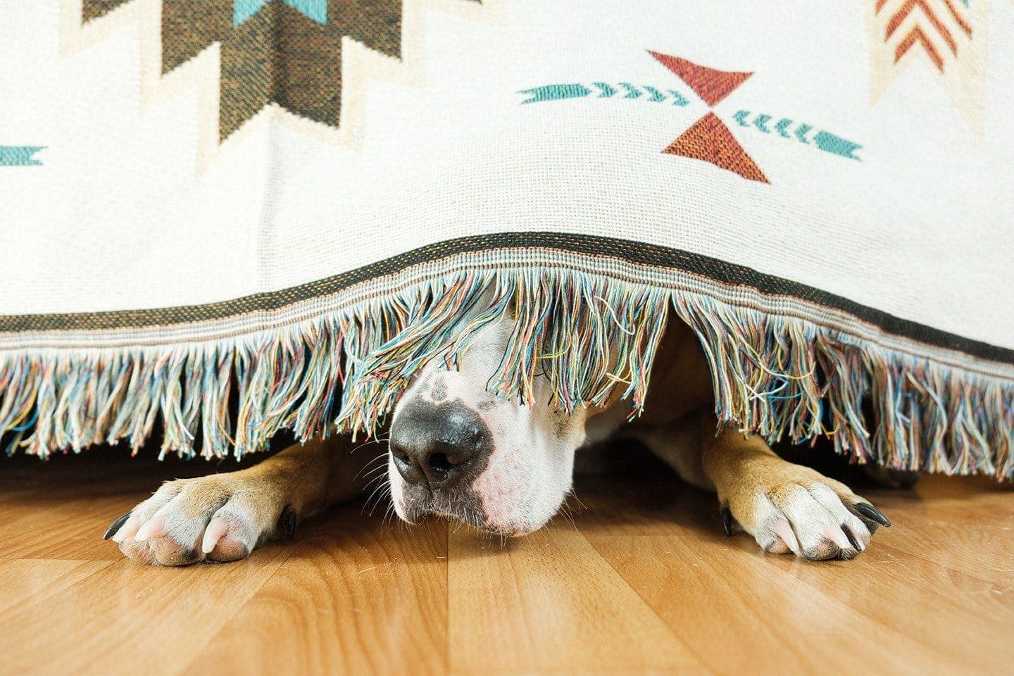 dog hiding under the sofa