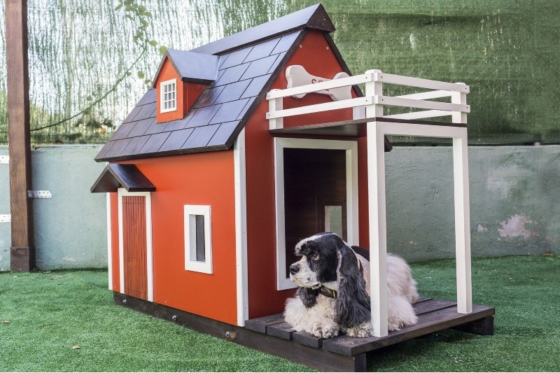 dog house