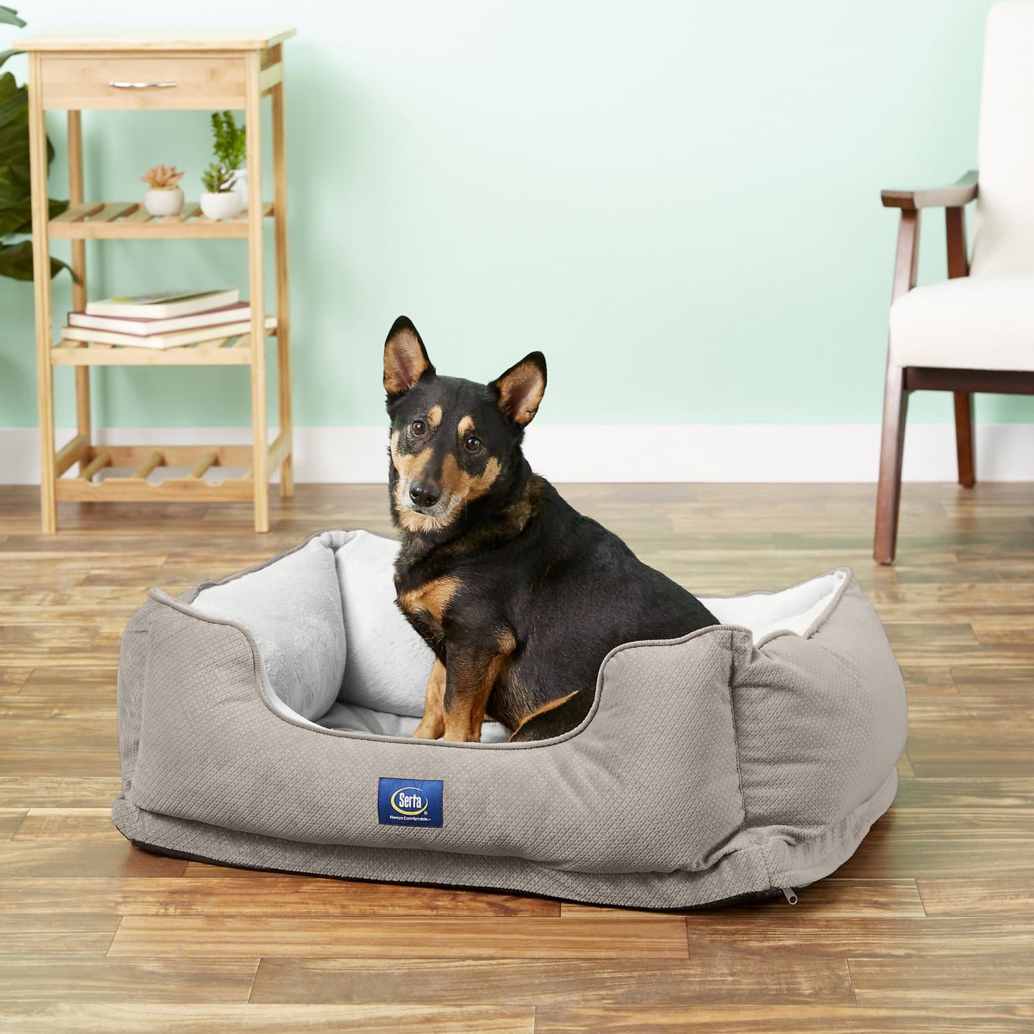 dog in Serta Orthopedic Bolster Dog Bed w:Removable Cover