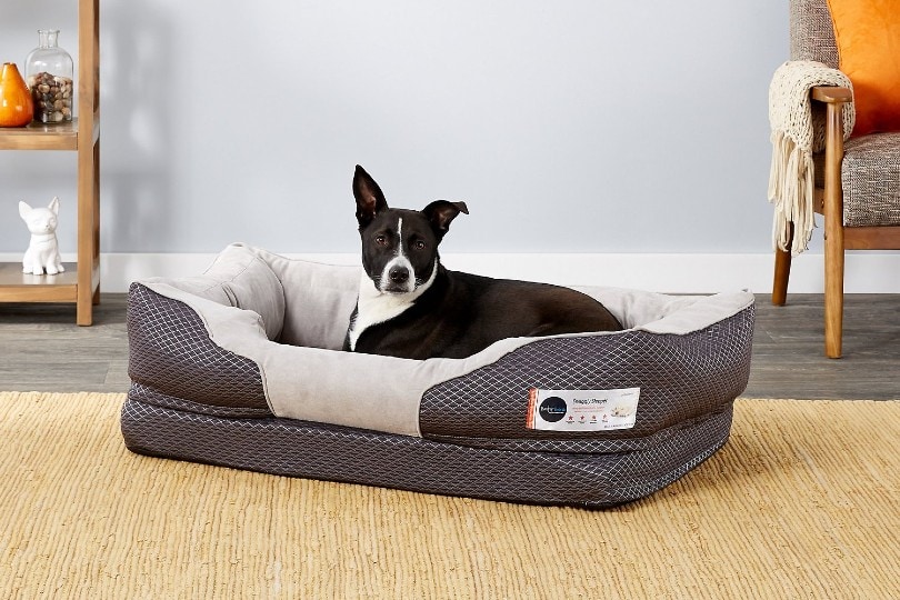 dog in a dog bed for hip dysplasia