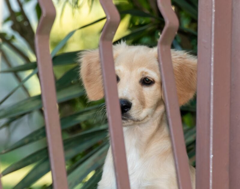 dog in a fence