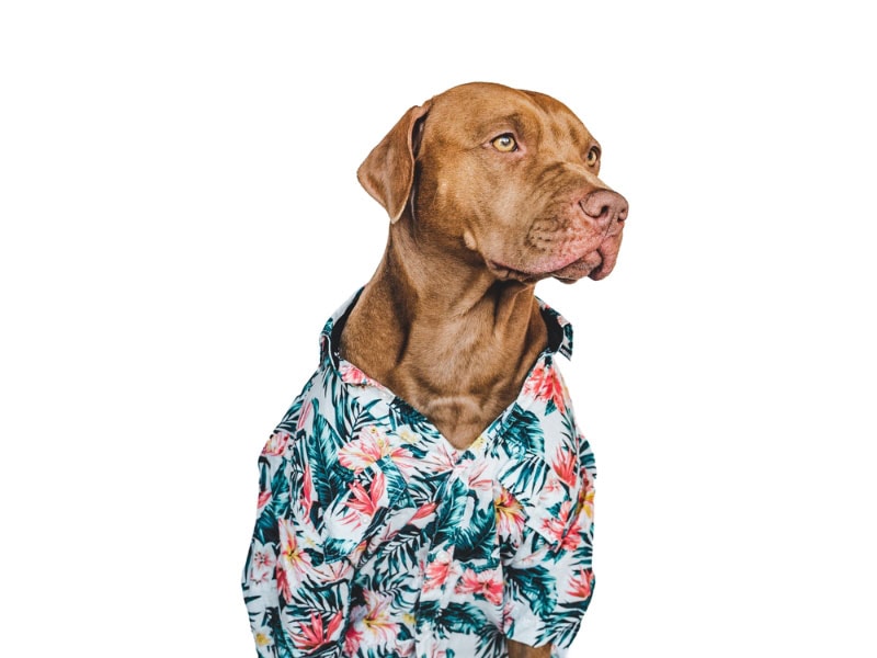 dog in a hawaiian shirt