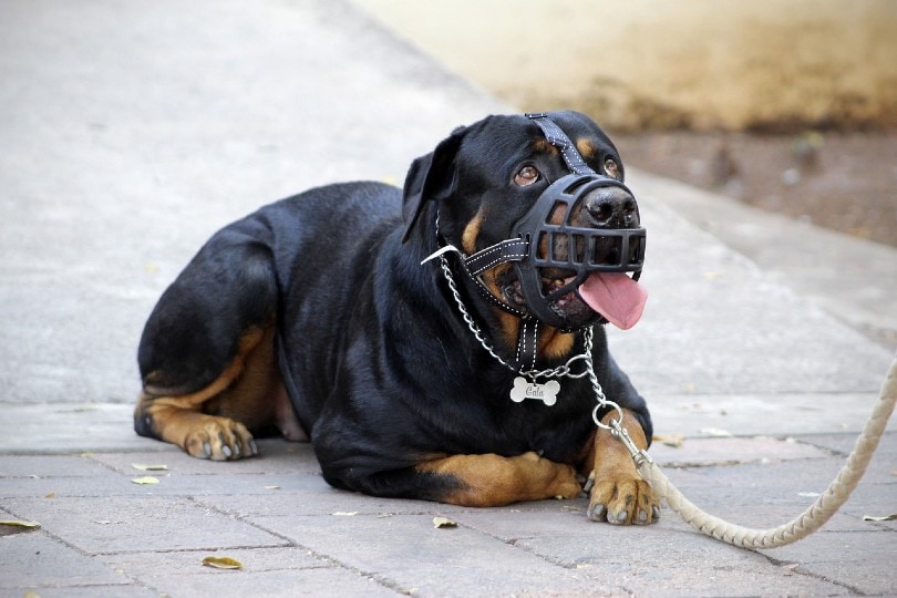 dog in a muzzle