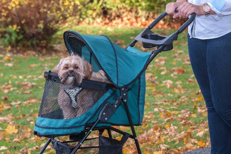 dog in a stroller at the park