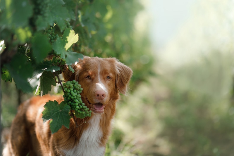 dog in a vineyard