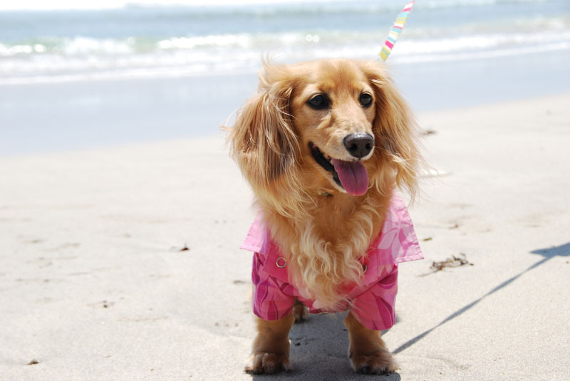 dog in an aloha shirt on a beach on a summer day