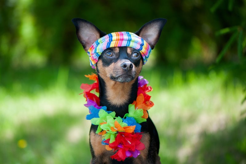 dog in hawaiian costume