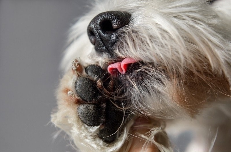 Dog Paw Pad Injuries: Navigating Through Cuts, Burns, Flaps, And Foreign  Objects