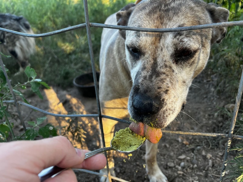 dog licking ruff green supplement