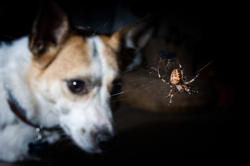 dog looking at the spider