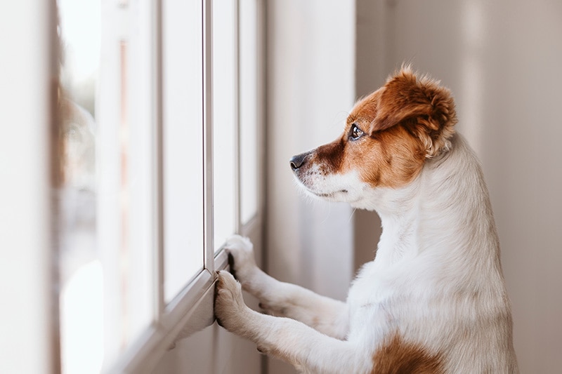 dog looking at the window having anxiety
