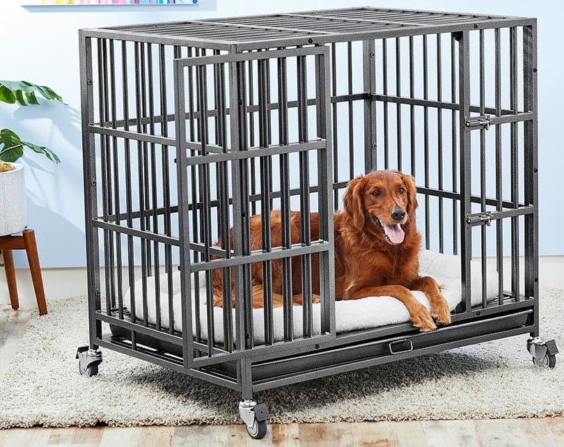dog lying in a heavy duty dog crate