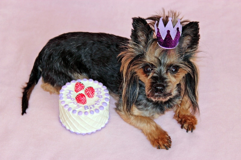 dog lying near birthday cake