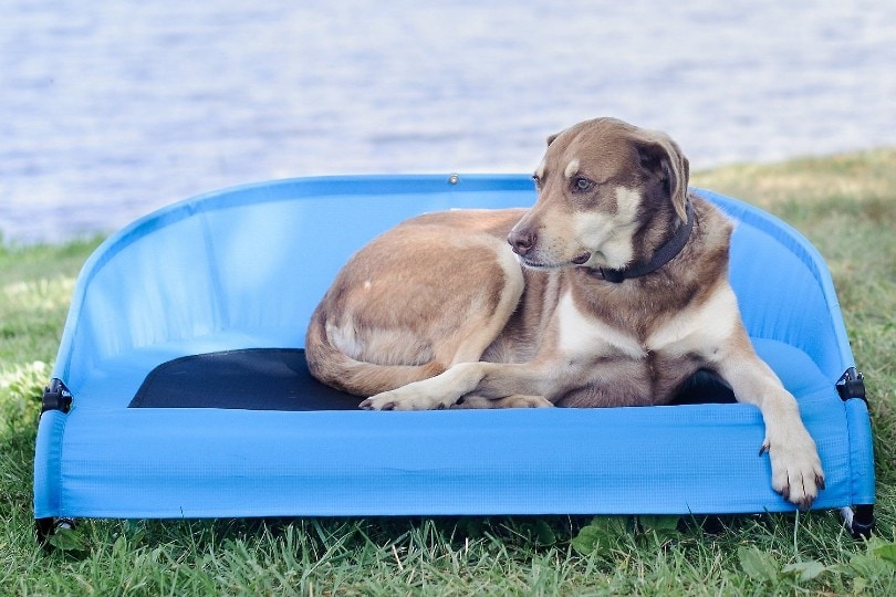 dog lying on a cooling mat outside by the water