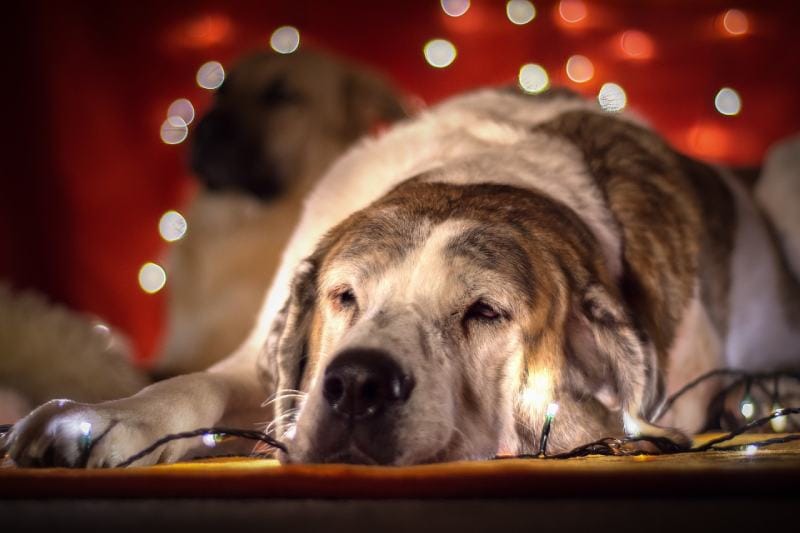 dog lying on the floor with Christmas lights