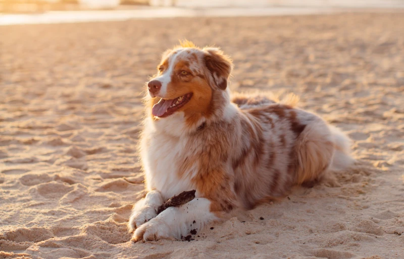 dog lying on the sand at the beach