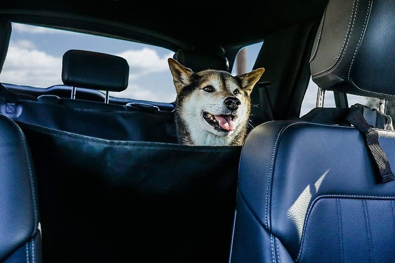 dog on a car seat cover at the back