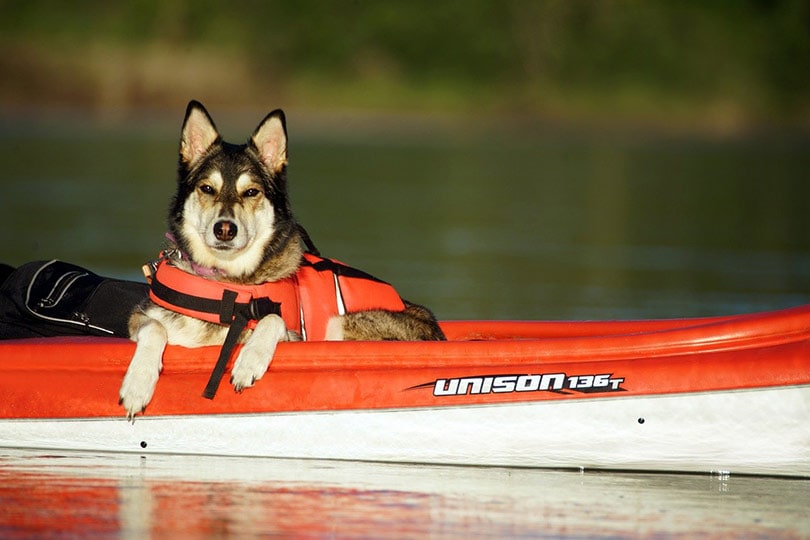 dog on an orange and white kayak