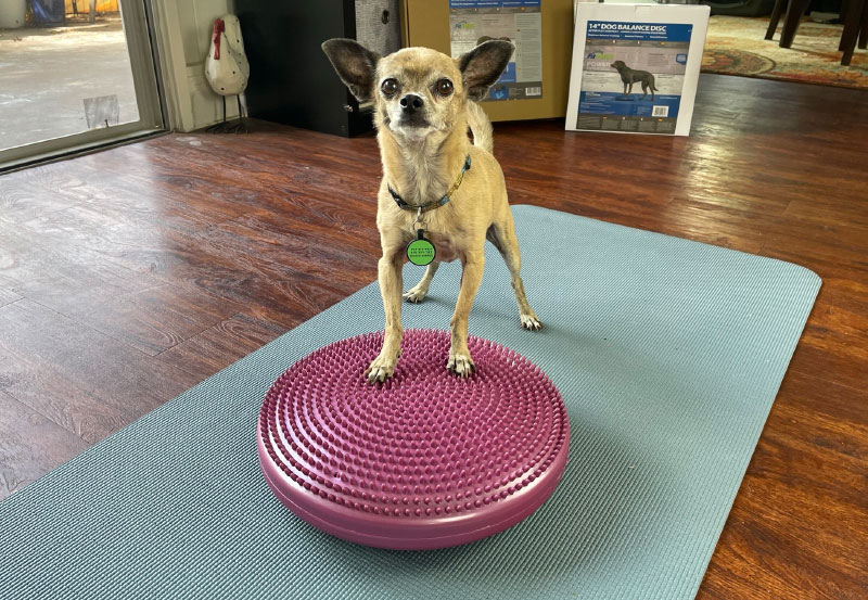 dog on fitpaws balance disc