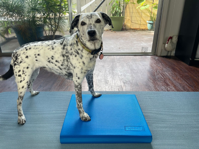 dog on fitpaws balance pad