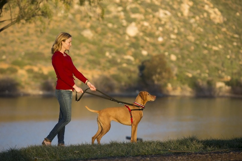 dog owner taking her pet wiht leash to a walk in the park