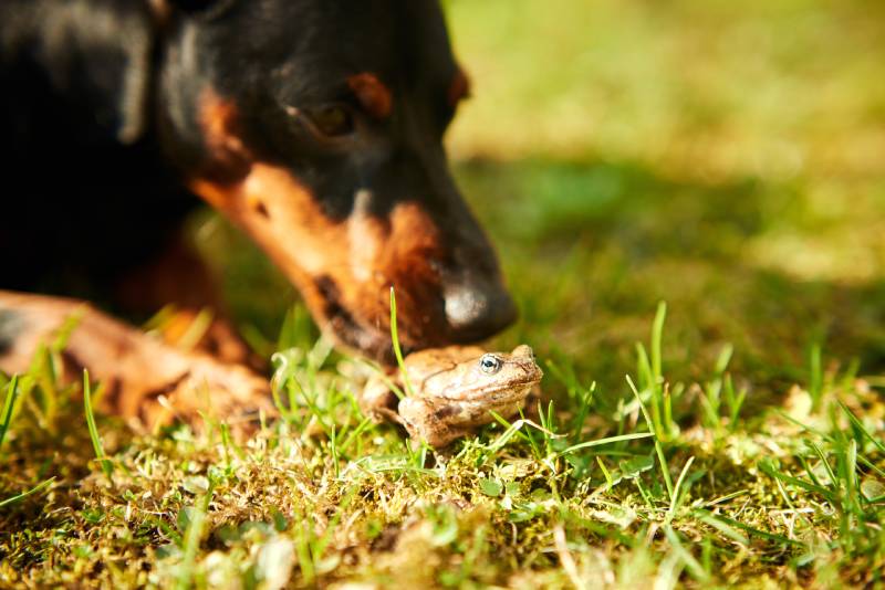 dog playing with the frog outdoors