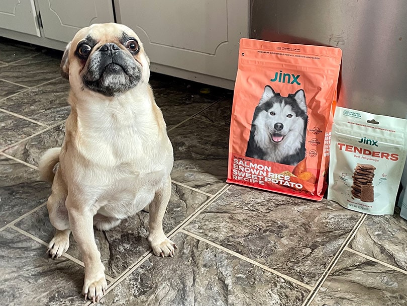 dog posing for a picture at the front of jinx kibble and tenders recipe