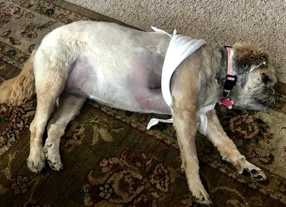dog recovering from lipoma surgery lying on floor