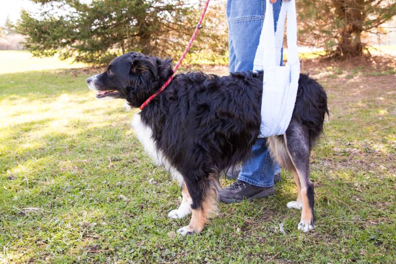 dog recovering from surgery walking with sling support