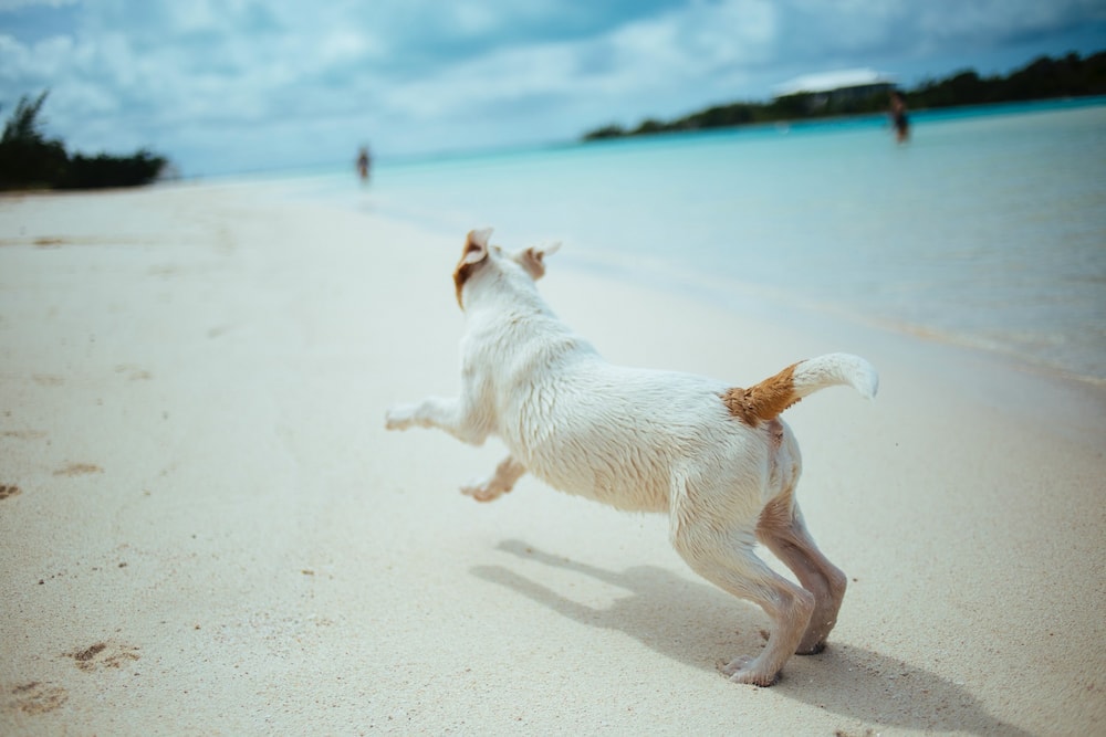 dog running in the beach