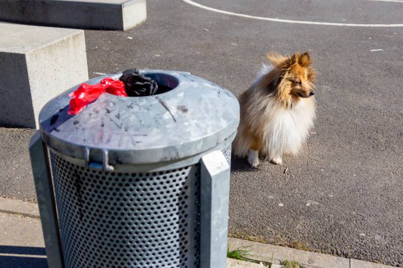dog sits behind a trash can full of dog droppings