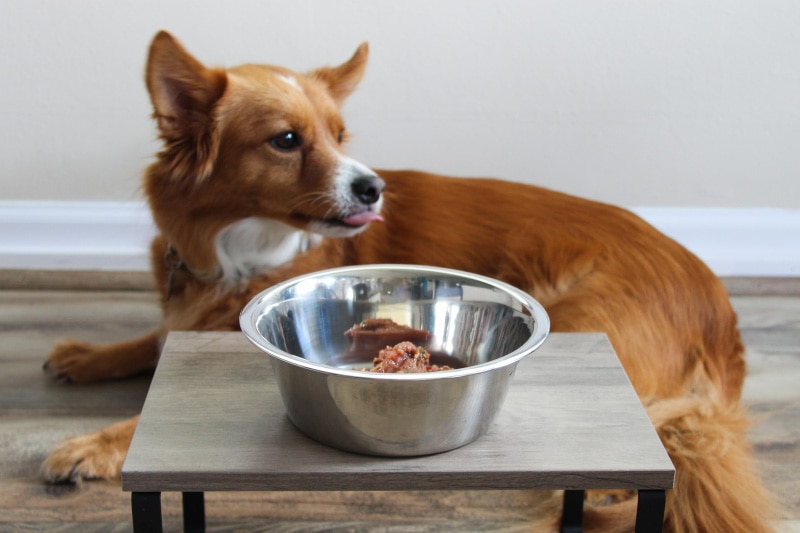 dog sitting behind a bowl of darwin's raw food on a table