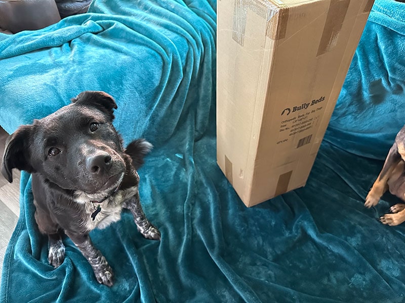 dog sitting beside the bully bed box