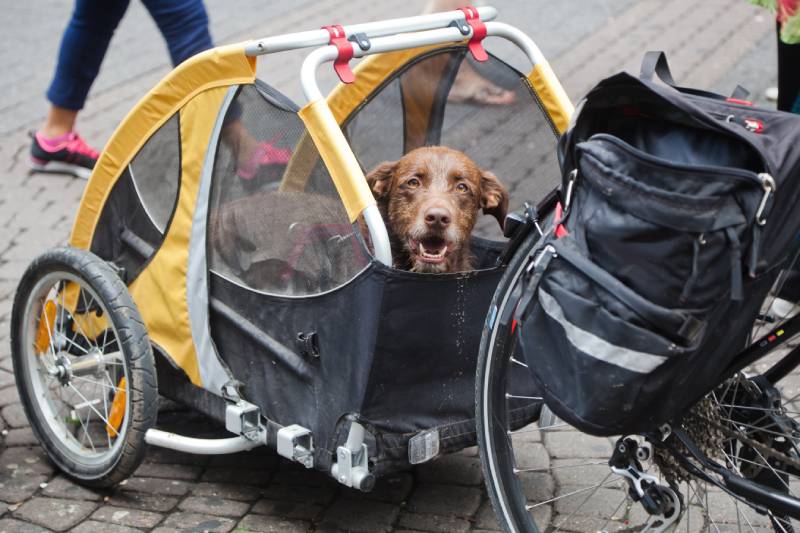 dog sitting in a bicycle trailer