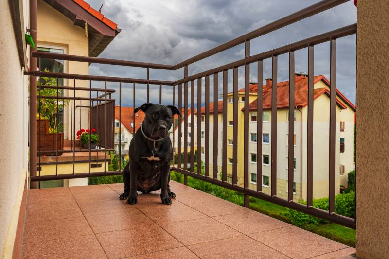 dog sitting on the balcony