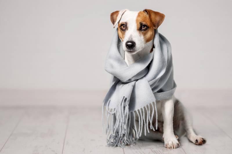 dog sitting on the floor wrapped in a grey scarf