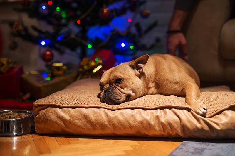 dog sleeping in dog bed beside a christmas tree