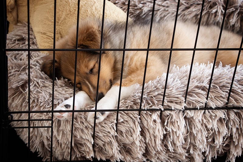 dog sleeping inside a kennel with dog bed