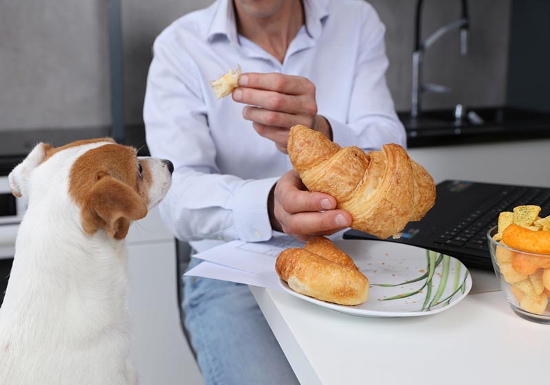 dog sniffing on a bread on owner's hand