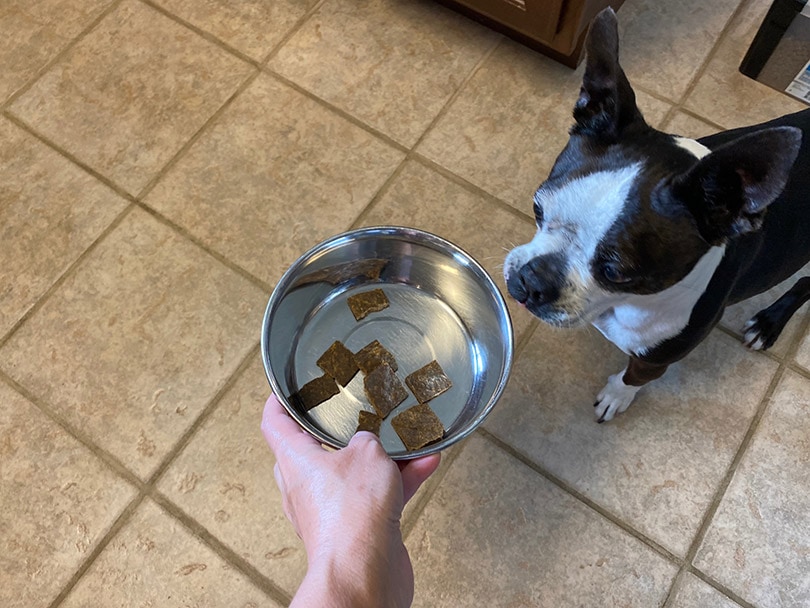 dog sniffing sundays dog food from metal bowl